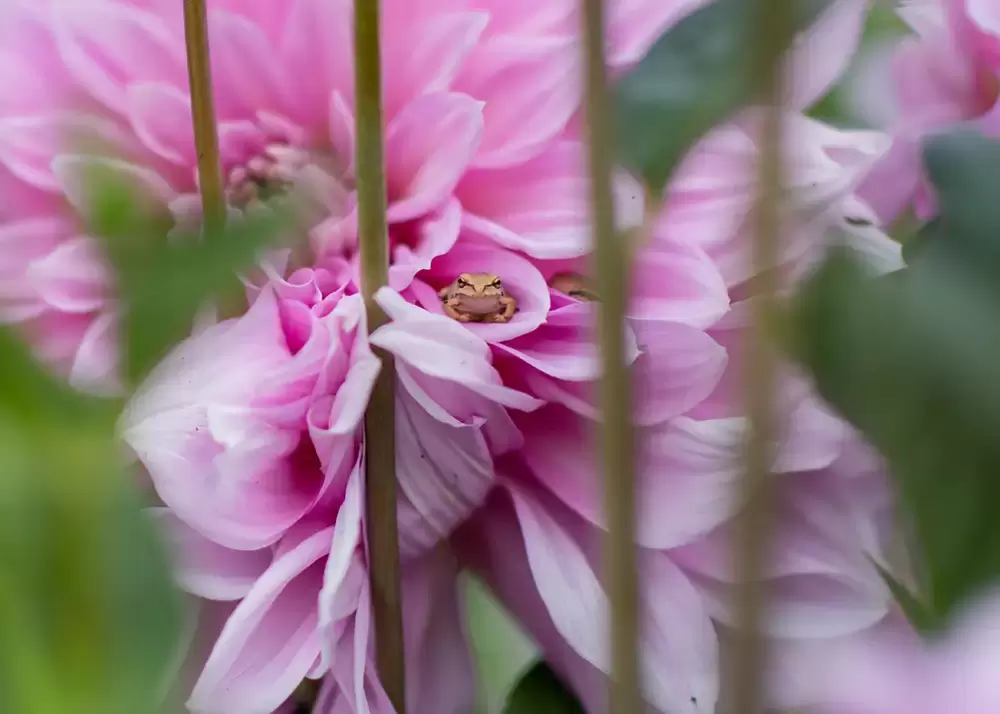 a little frog sits in a flower at A ​Sauvie Island Wedding from Photographer ​Robert Knapp 