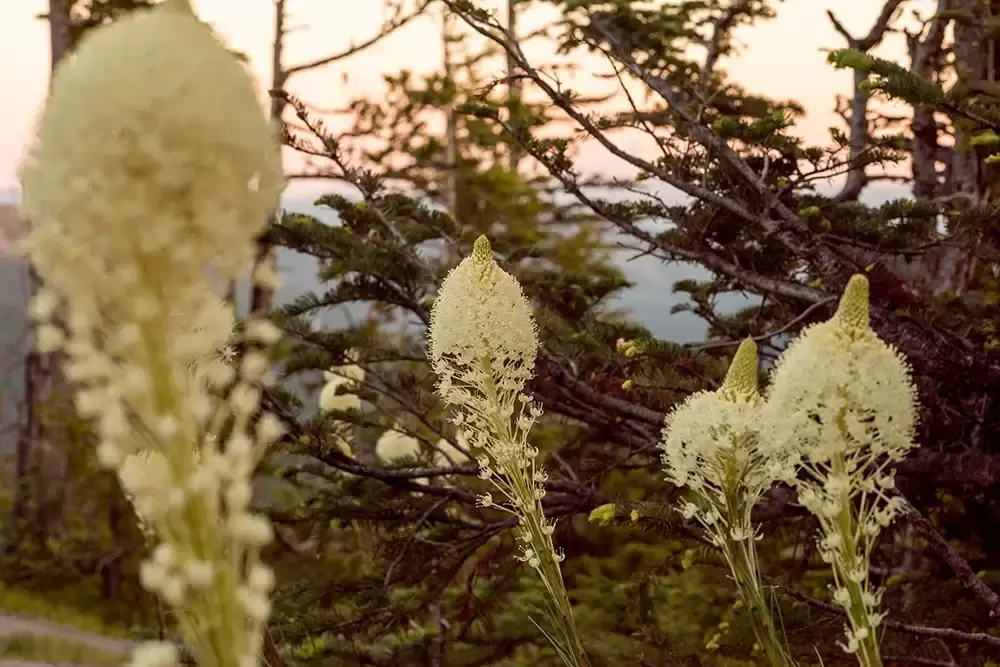 Wedding at Timberline Lodge ​from photographer Robert Knapp Flowers in the sunset light growing wild at a 
Wedding at Timberline Lodge