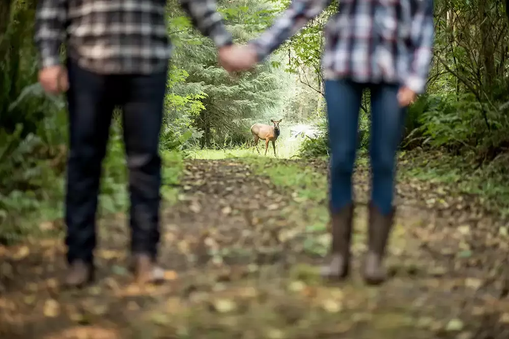 an elk wanders into our engagement shoot and we use it to make a cool photo Oregon Coast Engagement Photos 
With 
Modern Art Photograph