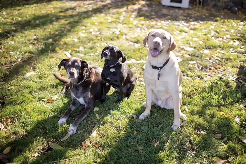 Dog photos Robert Knapp a photo of three dogs sitting and looking at the camera like good dogs. 